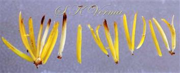  Stamens